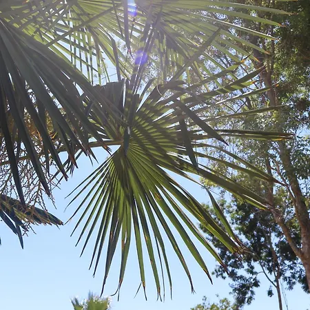 Mints (adults Only) 3*